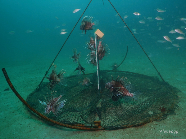 Lionfish gather around purse trap deployed under the ocean