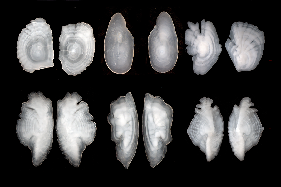 A comparison of age otoliths of fish species