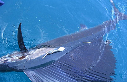 Photo of a SeaTag device attached to the side of a large fish