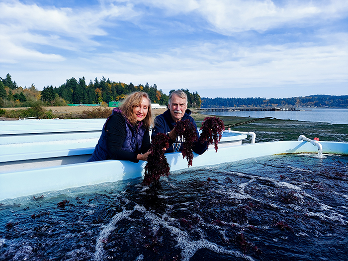 Two people hold up a sample of red algae near a culturing tank