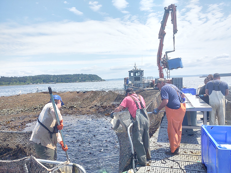 Researchers retrieving fish from the shore using fish nets