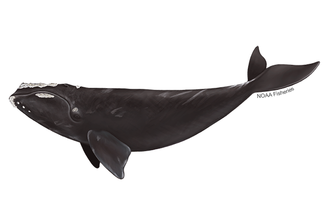 A picture of a North American Right Whale